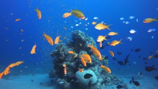 珊瑚礁花园水下 — 图库视频影像