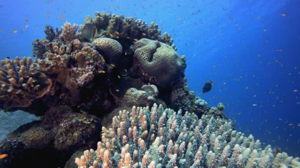 Koraalrif Tuin Onderwater — Stockvideo