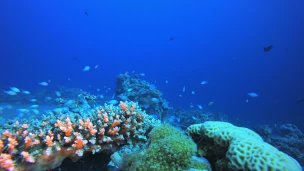 Arrecife de Coral Jardín Vida Submarina — Vídeo de stock