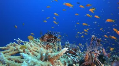 Reef Coral Tropical Garden Lion-fish