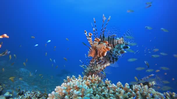 Reef Coral Garden Underwater Lion-fish — Stock Video