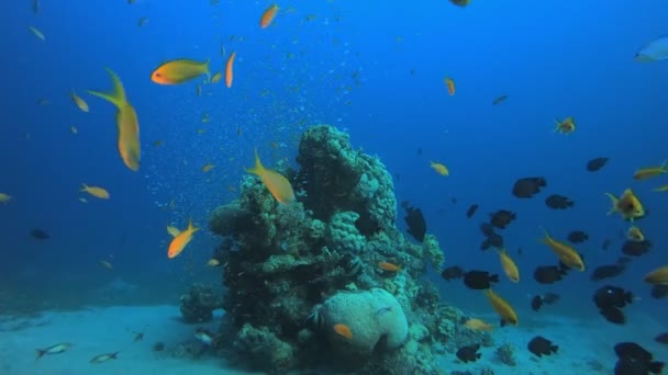 Риф-Коралловый тропический сад — стоковое видео