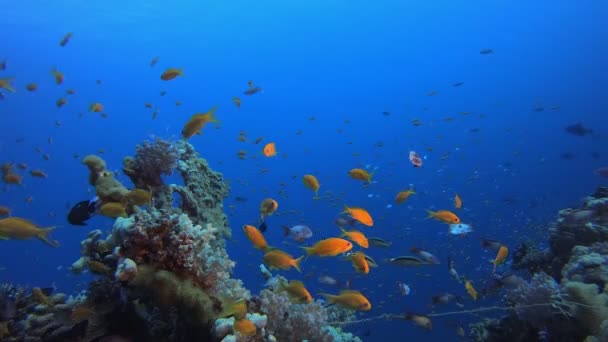 Korallzátony Trópusi Kert — Stock videók
