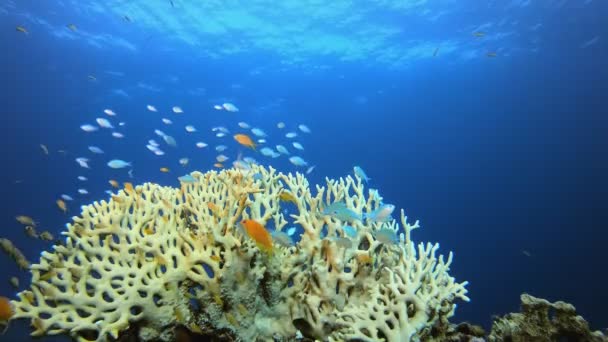 Reef Coral Tropical Garden Blue Orange — Stock Video