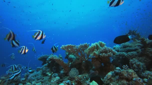 Reef Coral Tropical Garden School Banner-Fish — Vídeo de stock