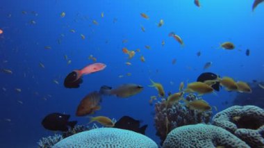 Reef Underwater Marine Scene