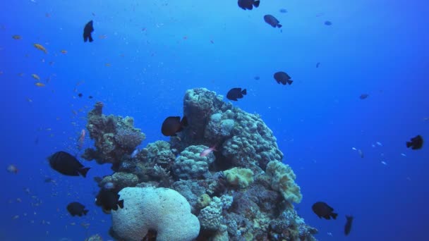 Reef Marine víz alatti jelenet