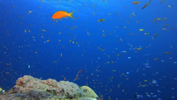 Подводный коралловый сад — стоковое видео