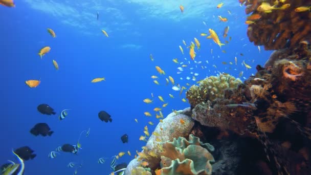 Сцена подводного рифа — стоковое видео