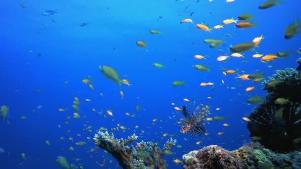 Recife cena marinha subaquática — Vídeo de Stock