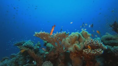 Reef Underwater Tropical Coral Garden