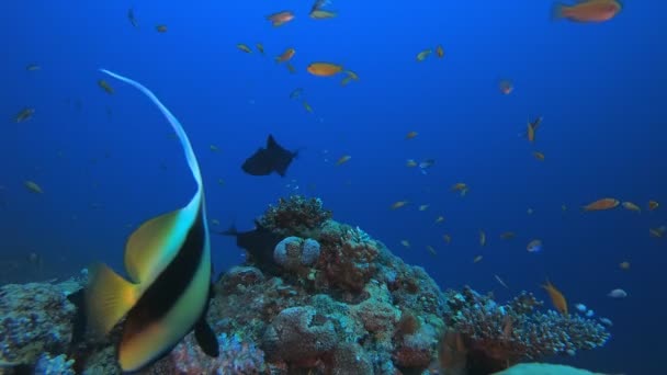 Reef Underwater Tropical Coral Garden — Video