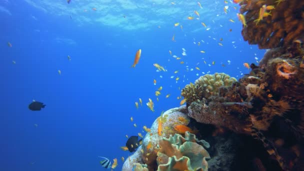 열 대 지방의 산호 정원 해저 산호초 — 비디오