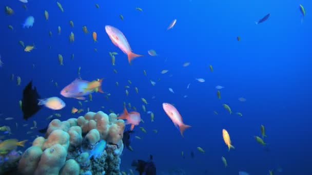 Rafa podwodna Tropikalny Ogród Koralowy — Wideo stockowe