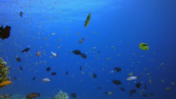 Zeeblauwe watergolven Tropische vissen — Stockvideo