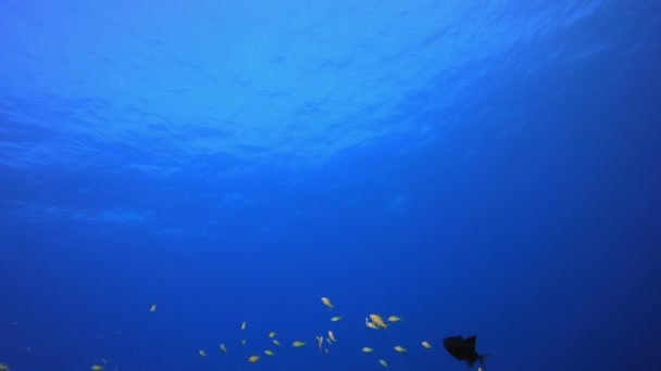 Blue Sea Water Underwater — Vídeos de Stock