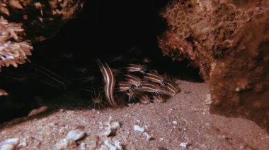 Striped Catfish Schooling