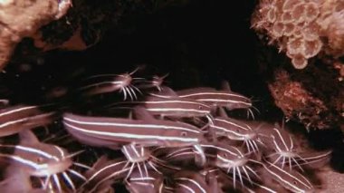 Striped Red Sea Cat-fish