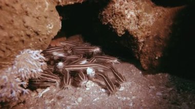 Striped Red Sea Catfish
