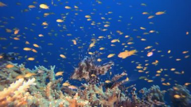 Swimming Lion-fish