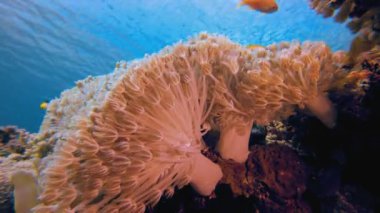Tropical Blue Sea Soft Corals