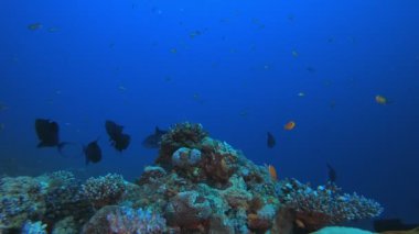 Tropikal Mavi Su Renkli Balıklar