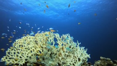 Tropikal Mavi Su Renkli Balıklar