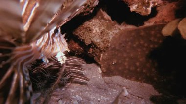Tropical Catfish and Underwater Lion-fish