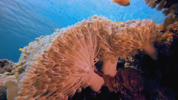 Tropical Blue Sea Soft Corals — Vídeo de stock