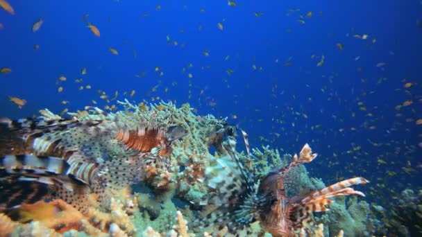 Tropical Blue Sea Lion-fish — Stok Video