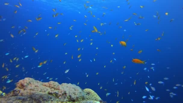 热带蓝水色彩斑斓的鱼 — 图库视频影像
