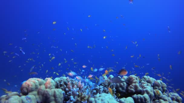 Tropical Blue Water Kolorowe ryby — Wideo stockowe