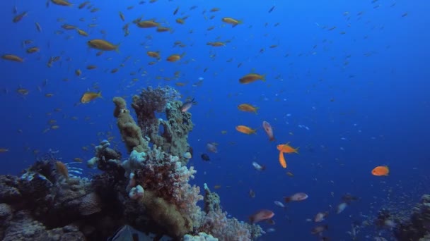 Tropická modrá voda barevné ryby — Stock video