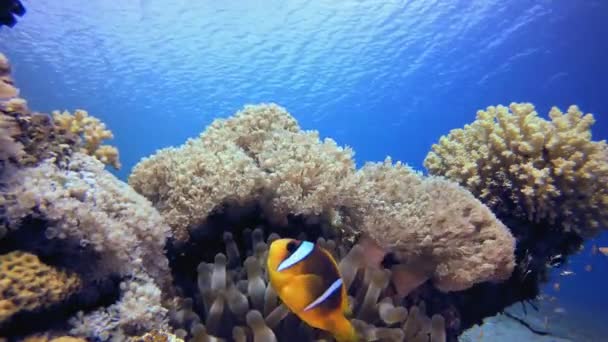 Тропические рыбы-клоуны и мягкие кораллы — стоковое видео