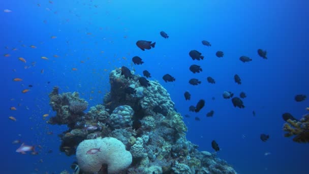 Тропічний барвистий підводний морський — стокове відео
