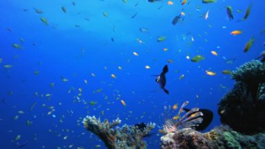 Tropik Renkli Balık ve Mercanlar