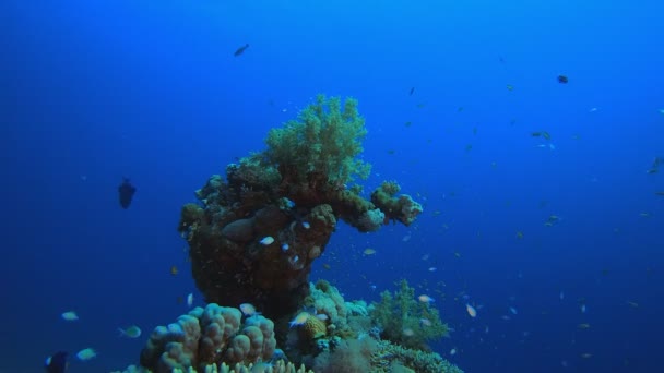 Тропические красочные рыбы и мягкие кораллы — стоковое видео