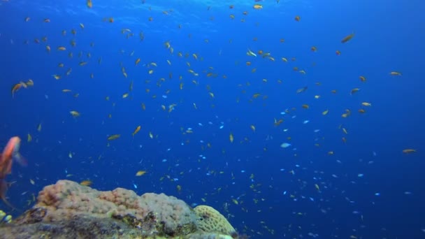 Tropische kleurrijke vissen Blauw water — Stockvideo