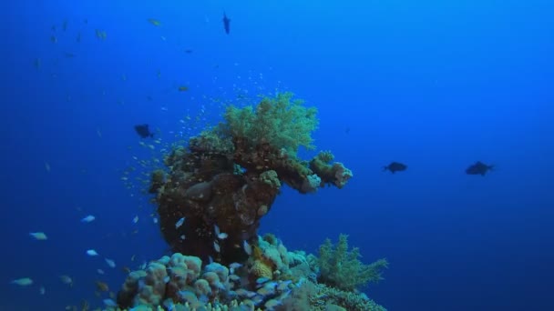 Ambiente submarino colorido tropical — Vídeo de stock