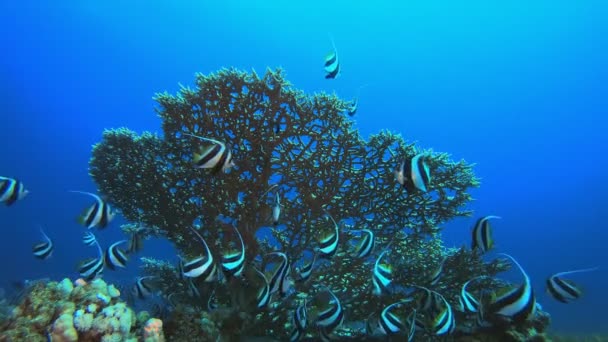 熱帯色の水中魚｜バナー魚 — ストック動画