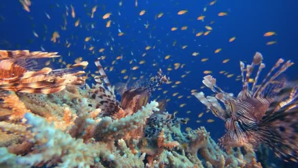 Tropische kleurrijke onderwater leeuw-vis — Stockvideo