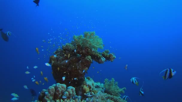 Tropicale colorato subacqueo paesaggio marino — Video Stock