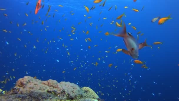 Paysage marin sous-marin coloré tropical — Video