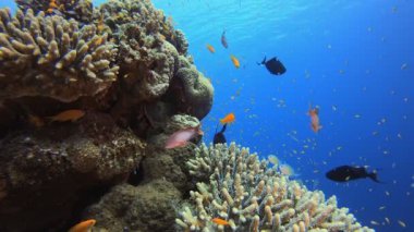 Tropikal Renkli Sualtı Deniz Burnu