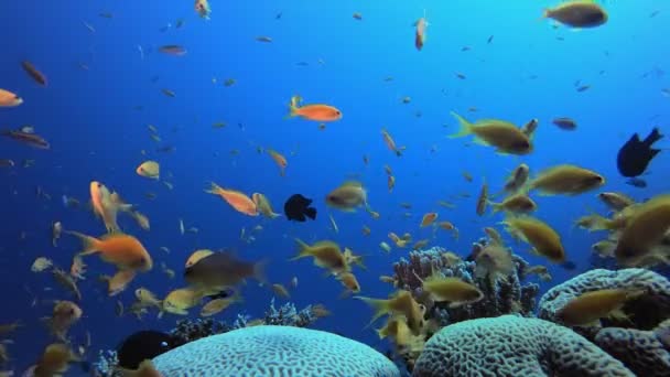 Тропический красочный подводный морской пейзаж — стоковое видео