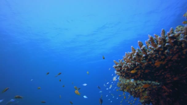 Tropisch Kleurrijk Onderwater Zeegezicht — Stockvideo