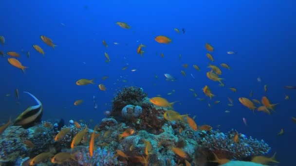 Jardim de Coral Tropical Vida Marinha — Vídeo de Stock