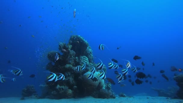 Jardim de Coral Tropical Vida Marinha — Vídeo de Stock