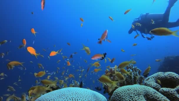 热带珊瑚花园海洋生物及潜水者 — 图库视频影像