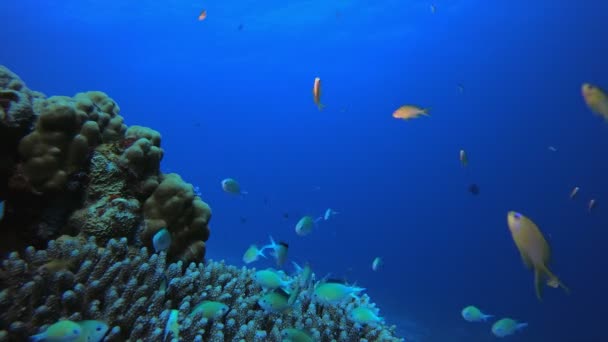 Tropical Coral Garden Orange Blue Fish — Stock video